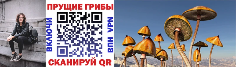 Галлюциногенные грибы Psilocybine cubensis  купить   Волоколамск 